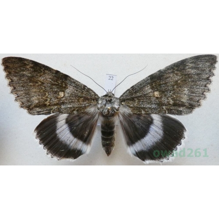 Catocala fraxini (Linnaeus, 1758) female Wstęgówka jesionka ex. ovo Czech 83mm22